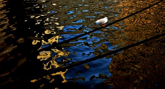 A seagull over the River Thames