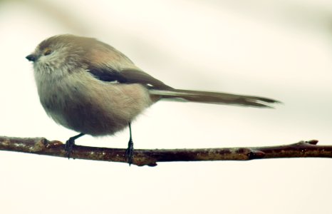 Long-tailed bushtit