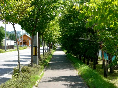 2004.08 桜並木