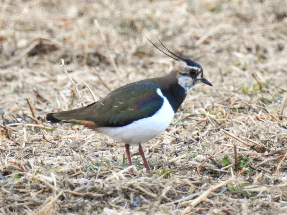 (Charadriiformes: Charadriidae) Vanellus vanellus, Tofsvipa / Lapwing