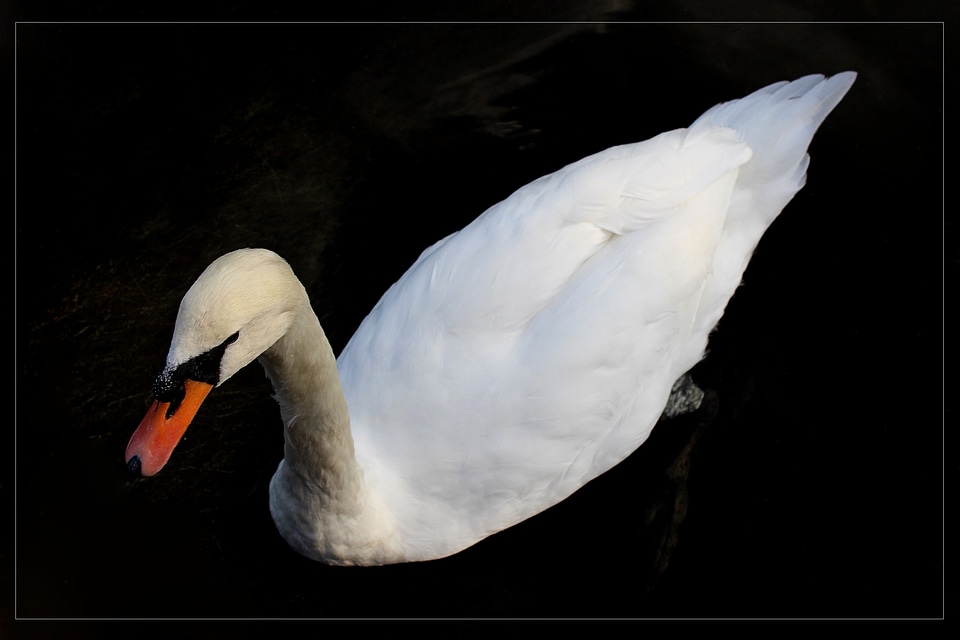 Beak nature animals