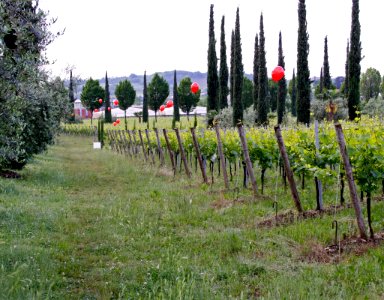 zz-Nespolo-PrimadelLaghetto-Ridotta