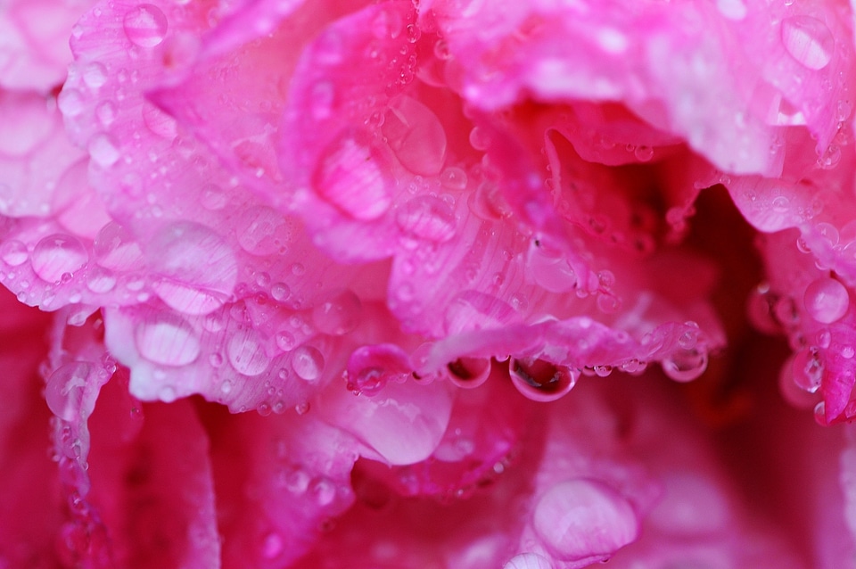 Raindrop nature macro