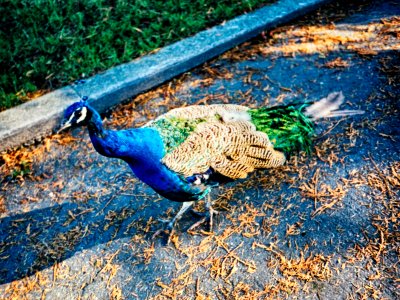 Peacock