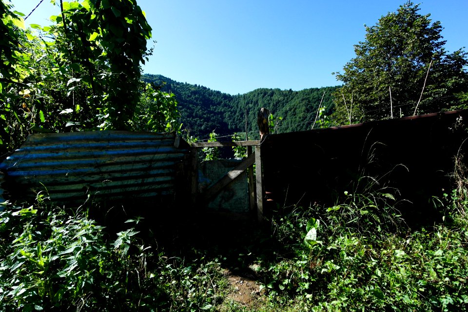Başköy Senoz Çayeli Rize