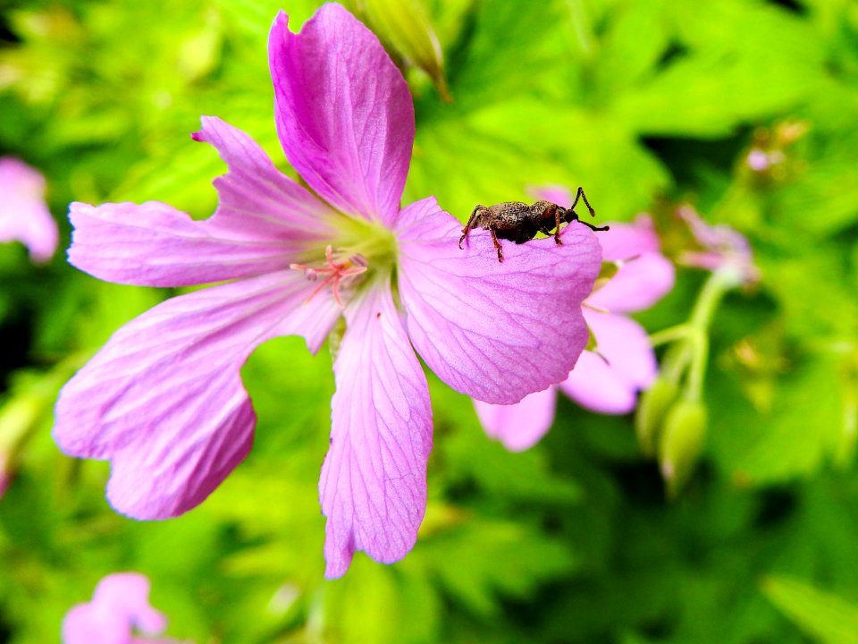 (Geraniales: Geraniaceae) Geranium endressii, Spansknäva / French cranesbill