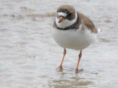 (Charadriiformes: Charadriidae) Charadrius semipalmatus, Flikstrandpipare / Semipalmated plover
