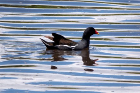 (Gruiformes: Rallidae) Gallinula chloropus, Rörhöna / Moorhen