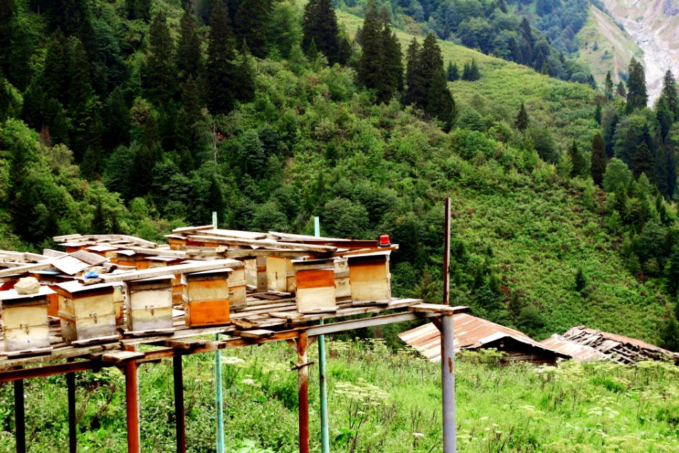 Çahçor yaylası Senoz Çayeli Rize