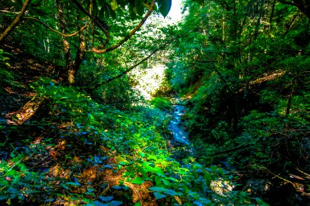 Başköy Senoz Çayeli Rize