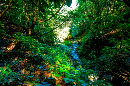 Başköy Senoz Çayeli Rize photo