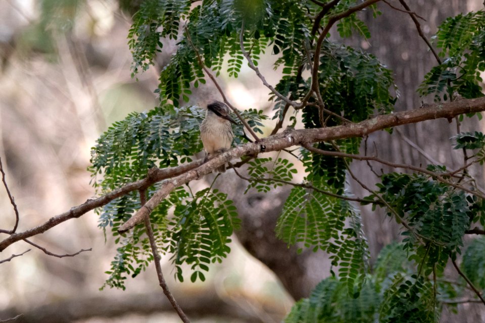 (Coraciiformes: Alcedinidae) Halcyon chelicuti, Strimkungsfiskare / Striped kingfisher