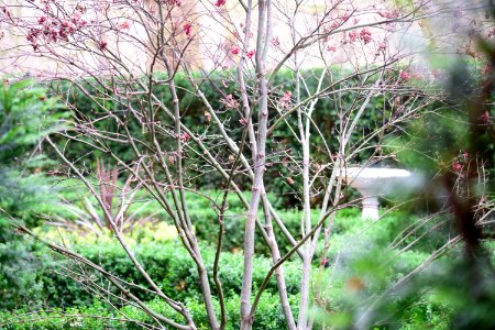Royal secret garden