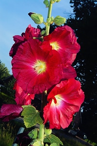 Close up red stock rose