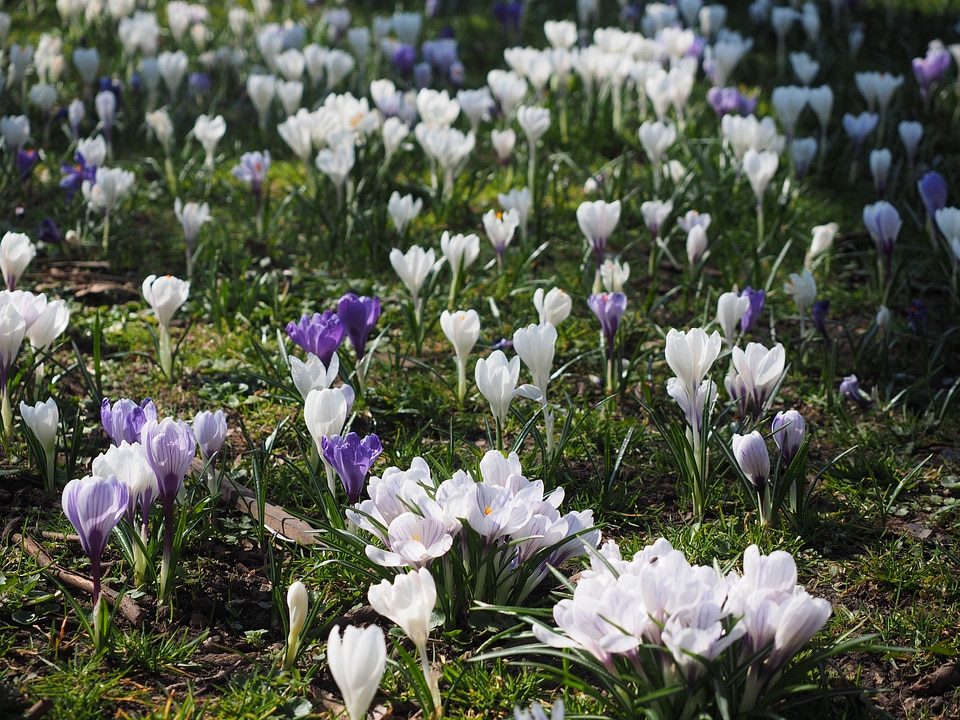 Bühen white colorful