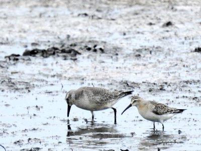 (Charadriiformes: Scolopacidae) Calidris ferruginea, Spovsnäppa / Curlew sandpiper photo