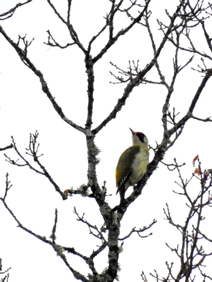 (Piciformes: Picidae) Picus viridis ♀, Gröngöling / Green woodpecker