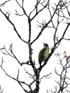 (Piciformes: Picidae) Picus viridis ♀, Gröngöling / Green woodpecker