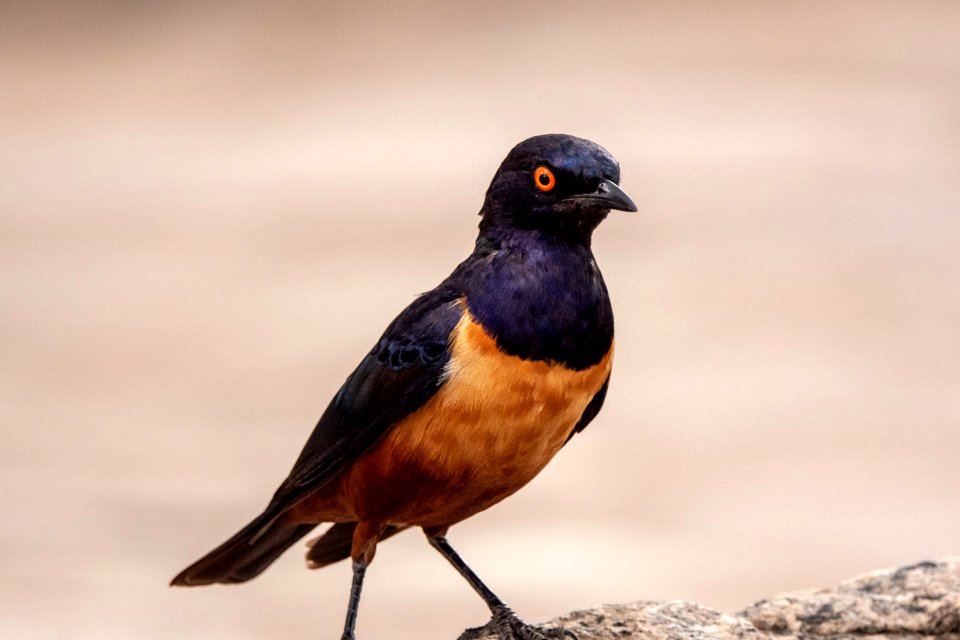 (Passeriformes: Sturnidae) Lamprotornis hildebrandti, Hildebrandtglansstare / Hildebrandt's starling