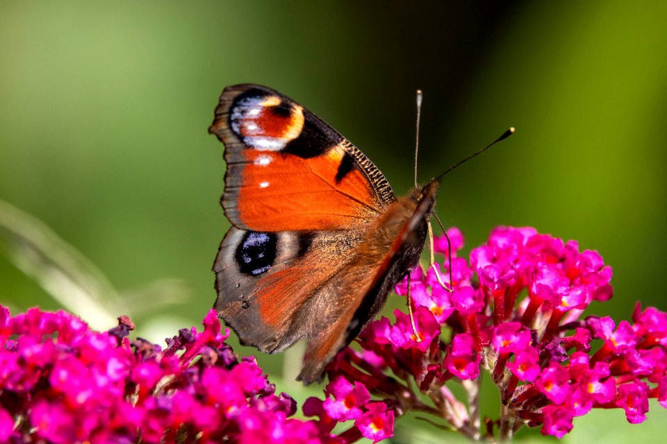 (Lepidoptera: Nymphalidae) Inachis io, Påfågelöga / Peacock butterfly