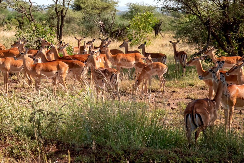 (Artiodactyla: Bovidae) Aepyceros melampus ♀, Impala