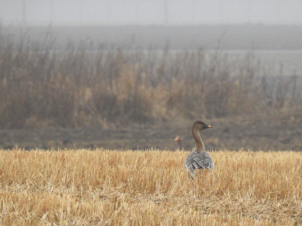(Anseriformes: Anatidae) Anser fabalis, Sädgås / Bean goose