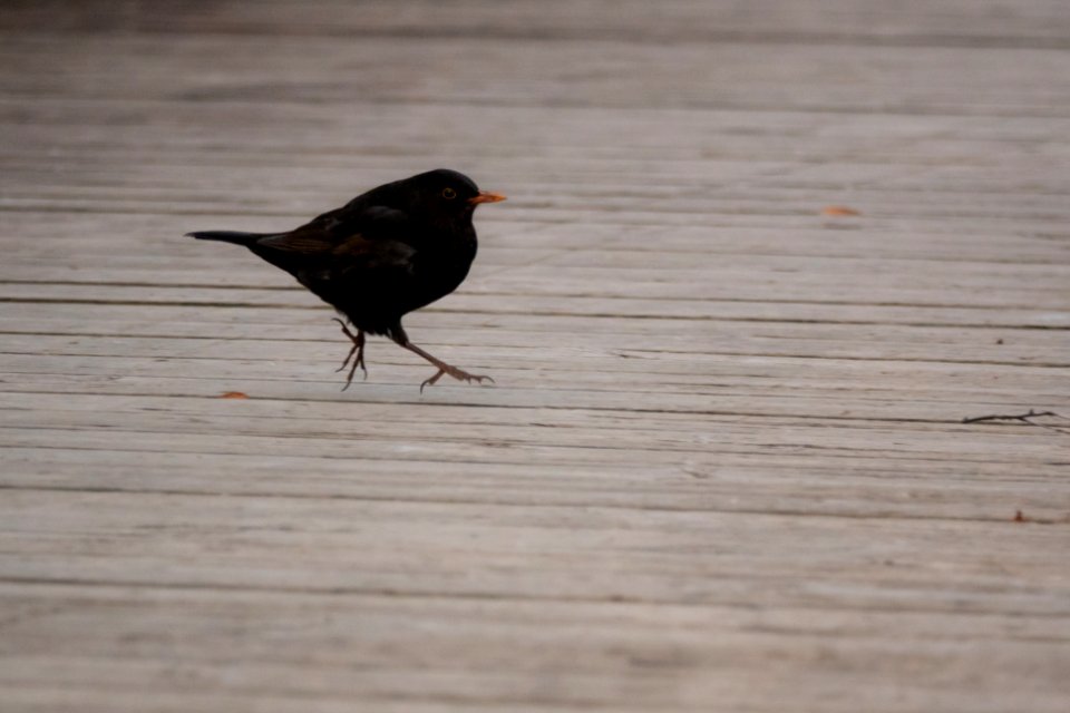 (Passeriformes: Turdidae) Turdus merula ♂, Koltrast / Blackbird photo