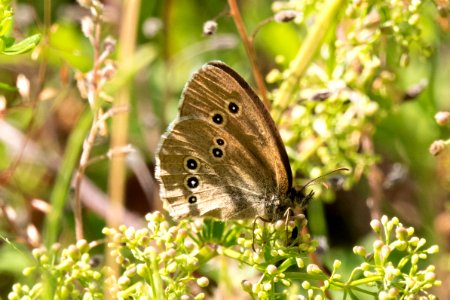 (Lepidoptera: Nymphalidae) Aphantopus hyperantus, Luktgräsfjäril / Ringlet