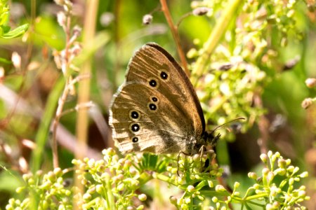 (Lepidoptera: Nymphalidae) Aphantopus hyperantus, Luktgräsfjäril / Ringlet photo