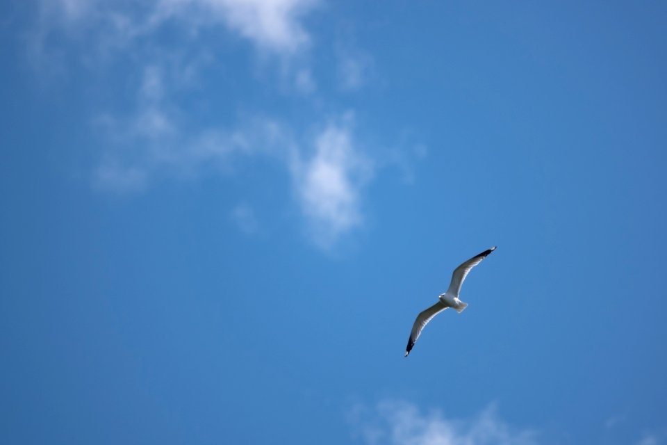 (Charadriiformes: Laridae) Larus canus, Fiskmås / Gull