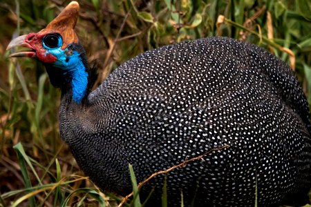 (Galliformes: Numididae) Numida meleagris, Hjälmpärlhöna / Helmeted guineafowl