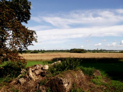 Ely Fen