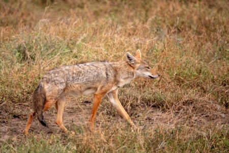 (Carnivora: Canidae) Canis anthus, Afrikansk guldvarg / African golden wolf