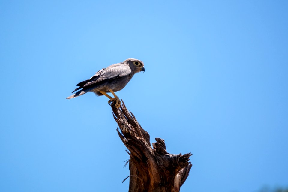 (Falconiformes: Falconidae) Falco ardosiaceus, Skifferfalk / Grey kestrel