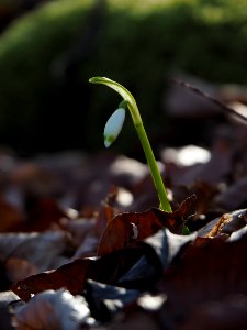 2017Schneegloeggli20170216 032