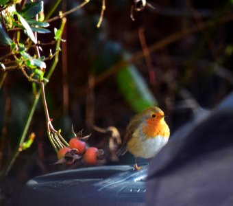 Robin in the garden