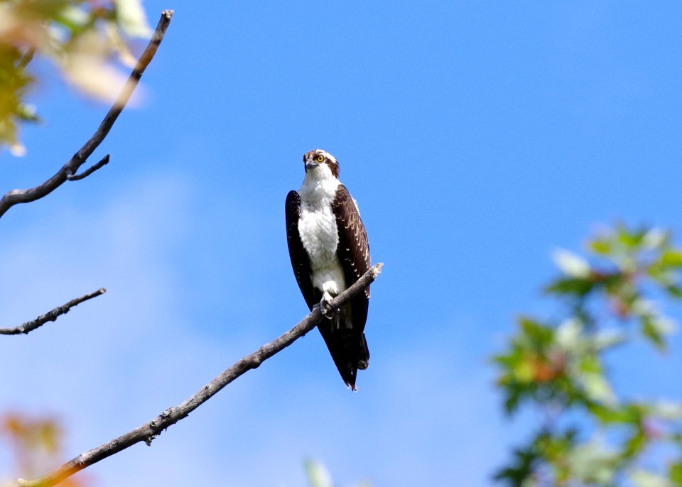 osprey2
