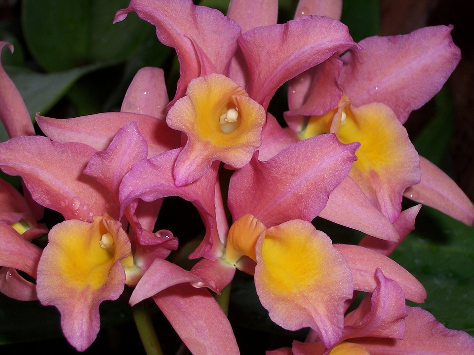 Bloom tropical pink flower