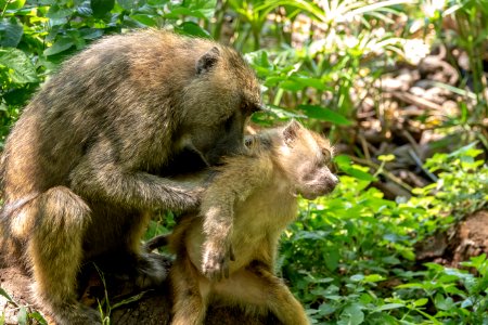 (Primates: Cercopithecidae) Papio anubis, Anubisbabian / Olive baboon