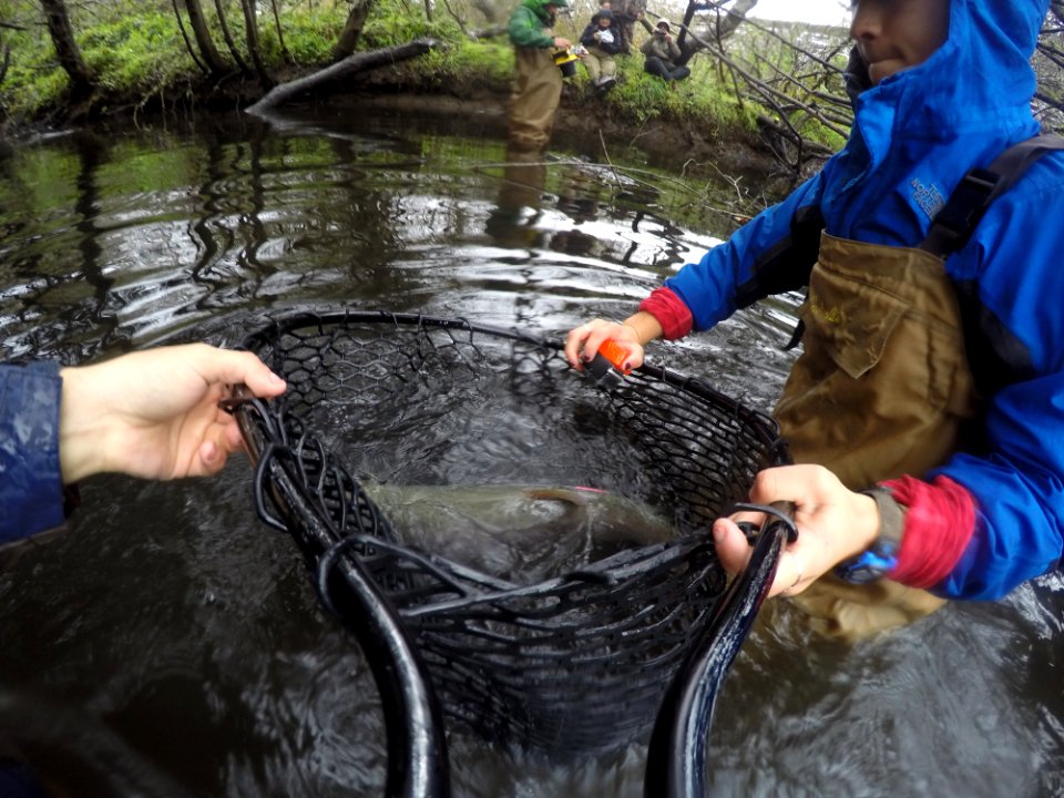 Project Coho Jumpstart
