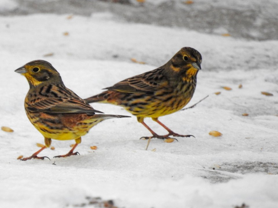 (Passeriformes: Emberizidae) Emberiza citrinella, Gulsparv / Yellowhammer photo