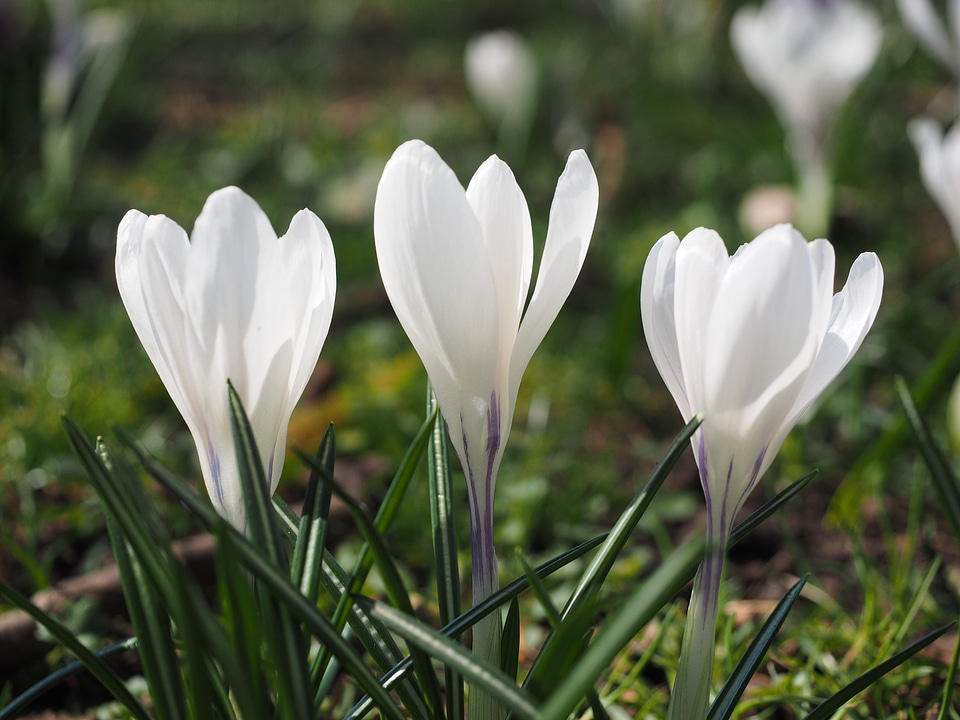 Bühen white colorful