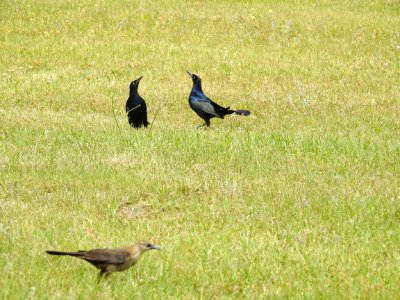 (Passeriformes: Icteridae) Quiscalus major, Större båtstjärt / Boat-tailed grackle