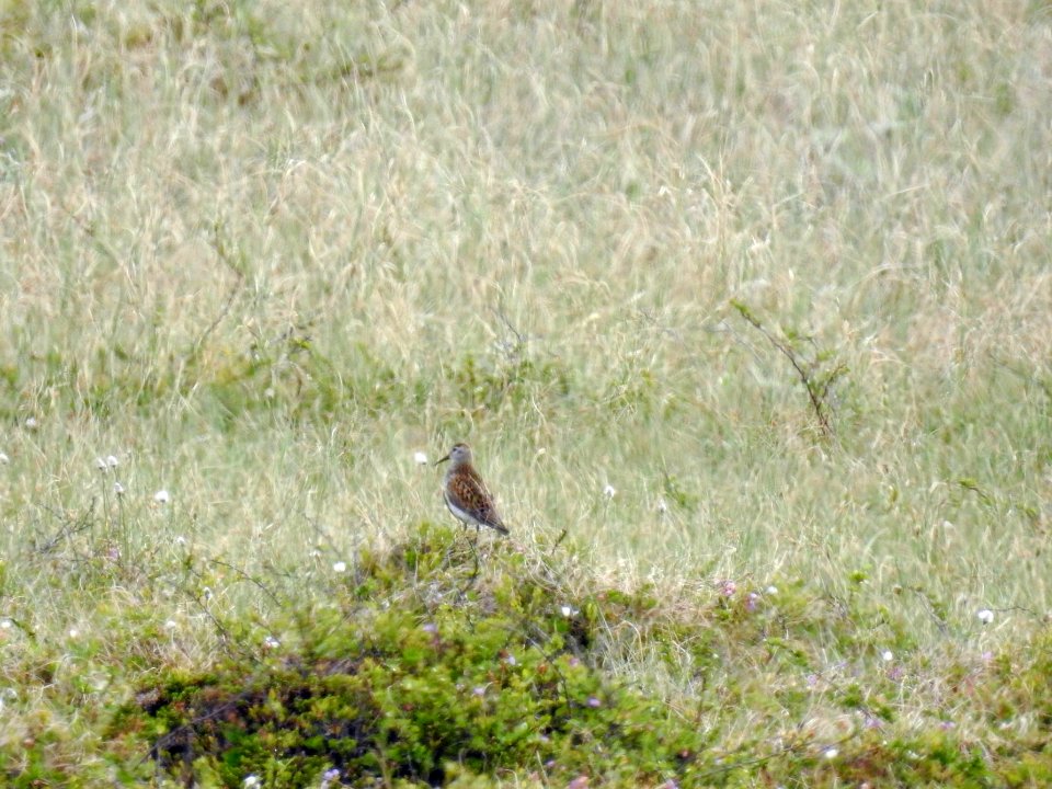 (Charadriiformes: Scolopacidae) Calidris alpina, Kärrsnäppa / Dunlin