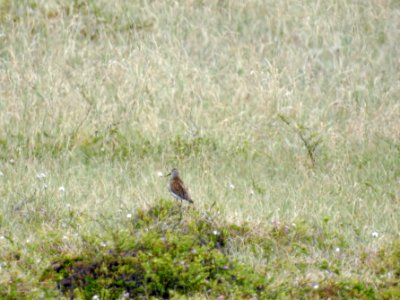 (Charadriiformes: Scolopacidae) Calidris alpina, Kärrsnäppa / Dunlin photo