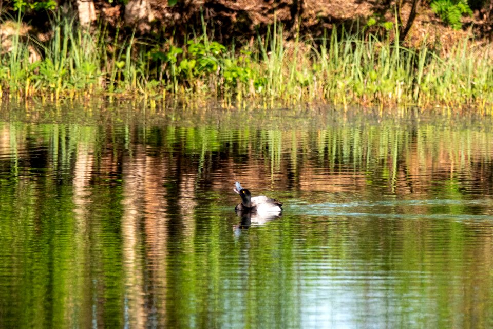 (Anseriformes: Anatidae) Aythya marila, Bergand / Scaup