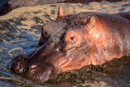 (Artiodactyla: Hippopotamidae) Hippopotamus amphibius, Flodhäst / Hippopotamus