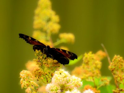 (Lepidoptera: Nymphalidae) Inachis io, Påfågelöga / Peacock butterfly