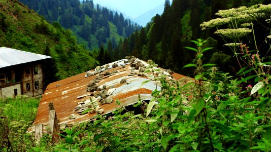 Çahçor yaylası Senoz Çayeli Rize
