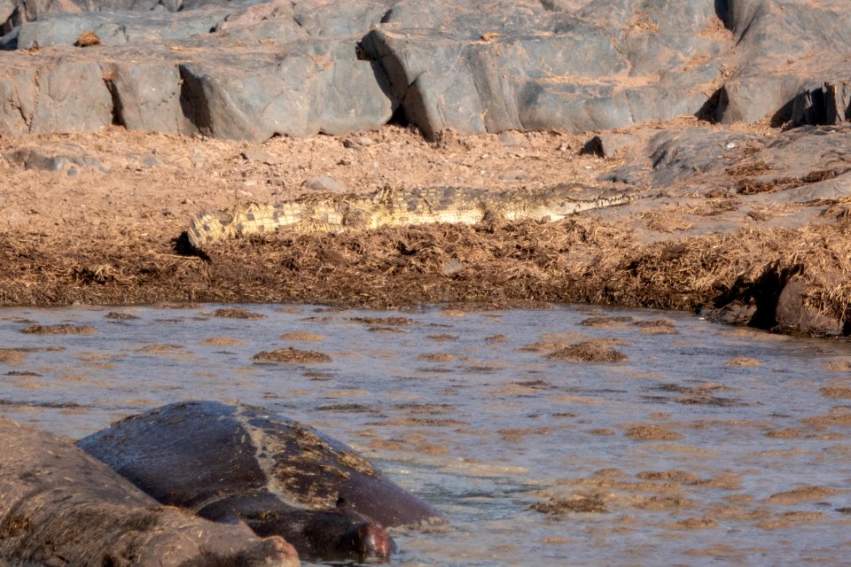 (Crocodilia: Crocodylidae) Crocodilus niloticus, Nilkrokodil / Nile crocodile